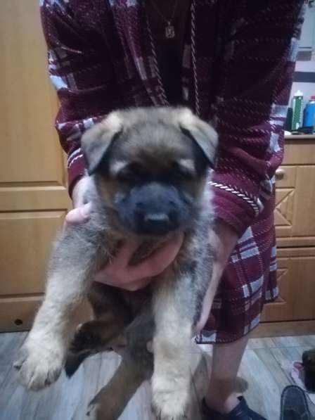 УМНАЯ И ИСПОЛНИТЕЛЬНАЯ ДЕВОЧКА НЕМЕЦКОЙ ОВЧАРКИ в фото 4