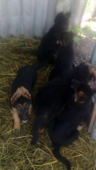 Продаются щенки немецкой овчарки в Нальчике