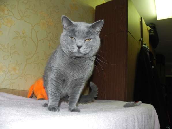 шотландские кошки в Москве фото 9