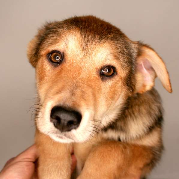 Малыши ищут семью: собачки в дар в Химках фото 6