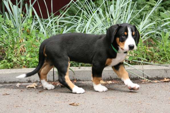 Entlebucher sennenhund в фото 5