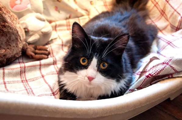 Роскошный нежный молодой котик в Санкт-Петербурге фото 9