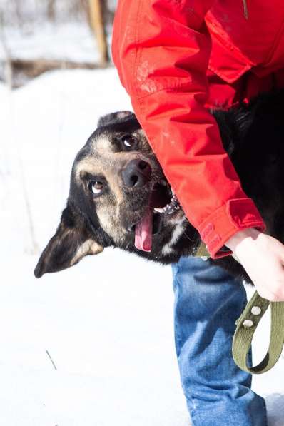 Джек ищет дом! в Москве фото 12