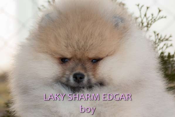 ЛАКИ ШАРМ ЭДГАР (померанский карликовый шпиц) в фото 18