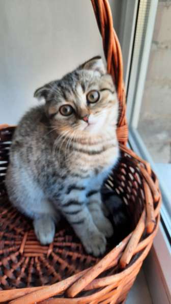Продаются шотландские котята 3 месяца девочки в Москве фото 6