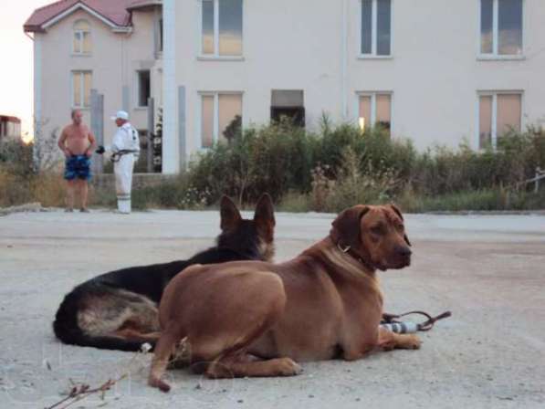Дрессировка собак в Феодосии фото 5