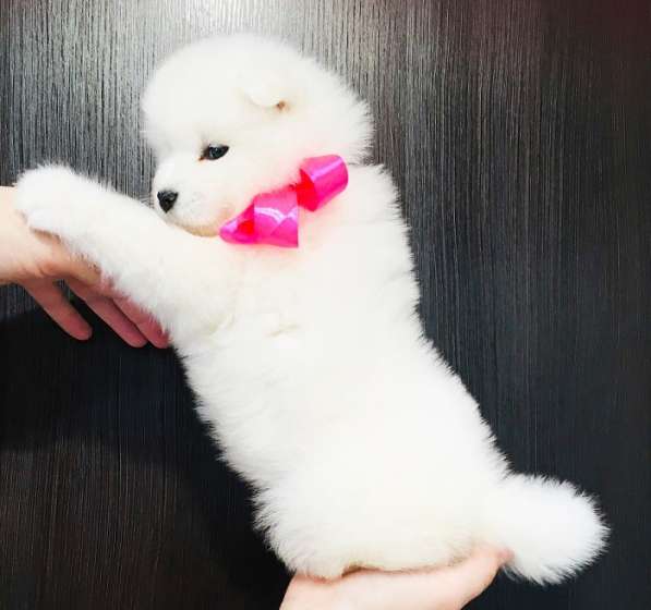 Щеночки сибирской хаски. Голубоглазые и не только в Ярославле