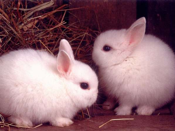 Продаю кроликов и крольчат. в Белгороде