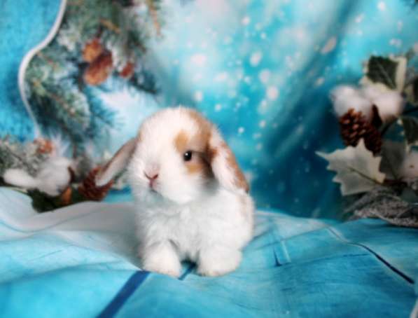 Продажа вислоухих мини-крольчат на новый год в Москве фото 6