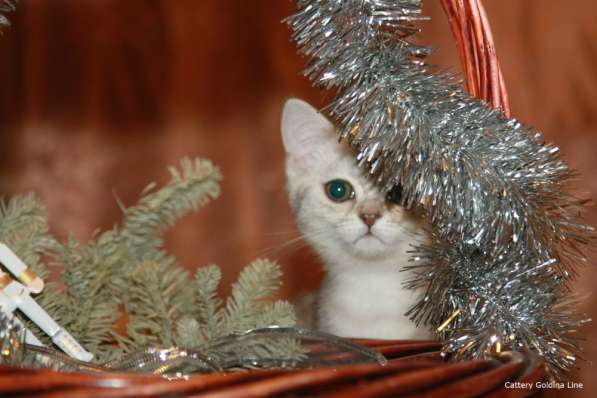 Шотландские котики фолд и страйт в Москве фото 15