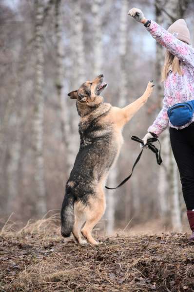 Дружелюбный Денвер ищет семью в Москве фото 21