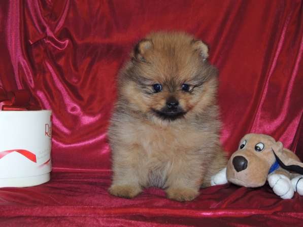 Померанский шпиц. Девочка в Санкт-Петербурге фото 3