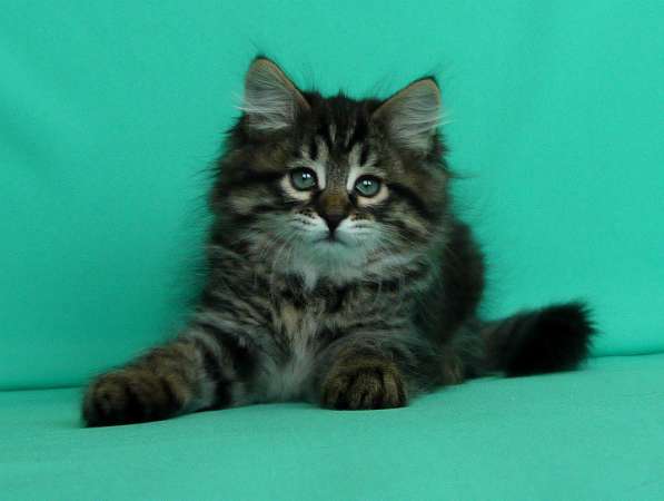 Традиционные Сибирские котята в Москве фото 4