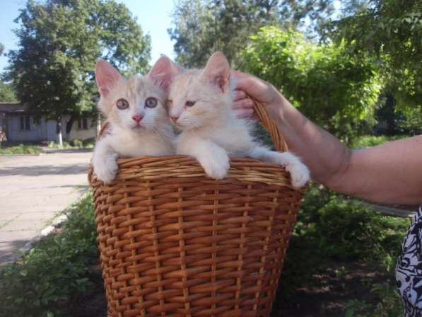 Два котика-братика. От кошечки ангоры