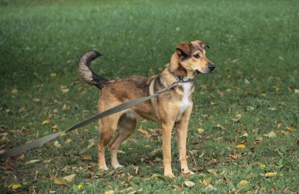 Очаровательная собачка компактного размера в Санкт-Петербурге фото 39