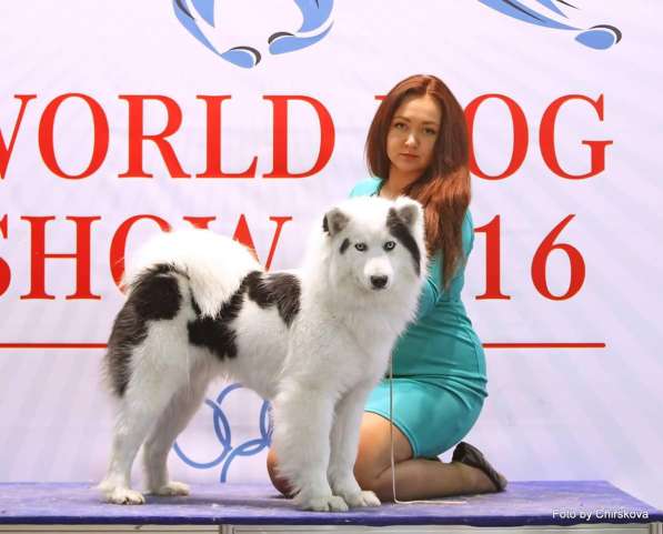 Роскошные щенки Якутской лайки от чемпионов в Москве фото 16