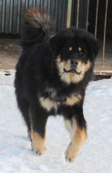 Тибетский мастиф - лучший страж на территории в Москве фото 111