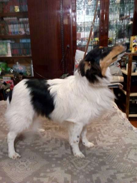 Щенки шелти в Астрахани в Астрахани фото 7
