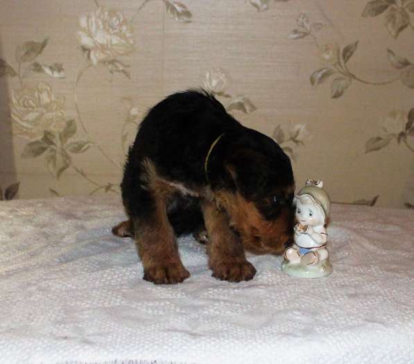 Щенки Эрдельтерьера в питомнике в Тюмени фото 8