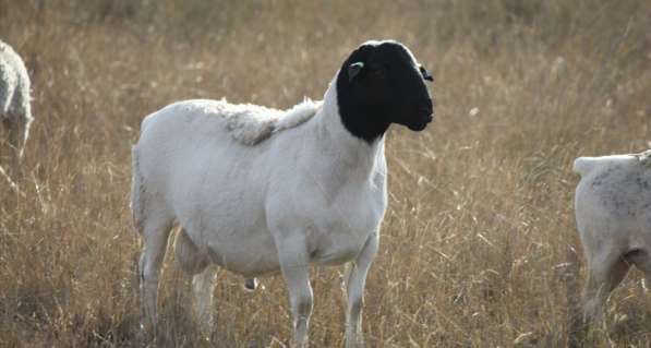 Племенные овцы Дорпер (Скот из Европы класса Элита)