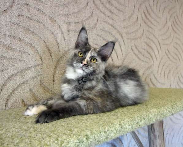 Кошечка мейн-кун из питомнника в Казани фото 40