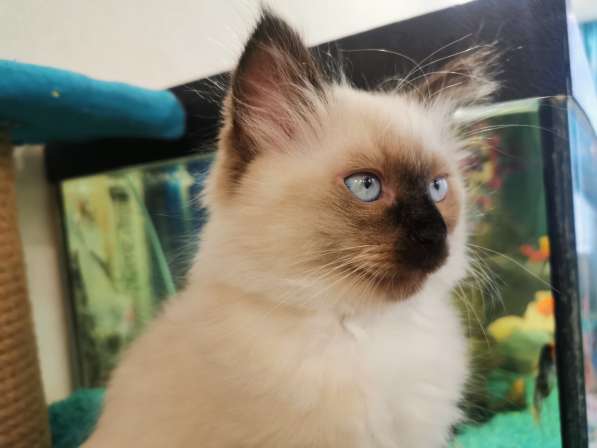 Котята рэгдолл