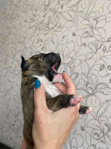 Minibullterrier pups в Екатеринбурге фото 4