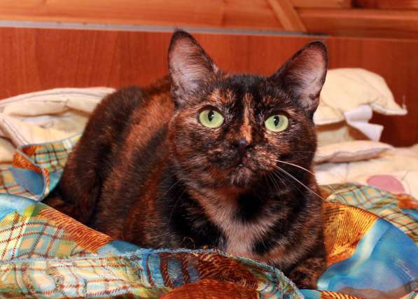 Кошка в добрые руки. Ася — летняя феечка в Калуге фото 10