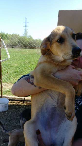 Великолепная Четверка в дар в Москве фото 30