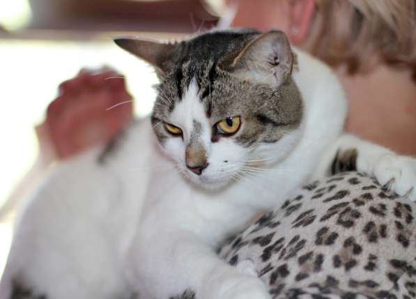 Ищем добрые руки для кошки Люси из приюта в Москве фото 8