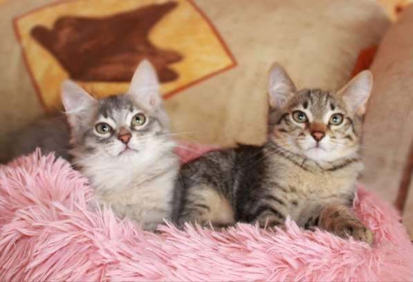 Серые мурлыки, котята в добрые руки в Калуге фото 30