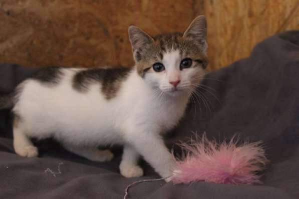 Зеленоглазая нежная красавица-кошка в Санкт-Петербурге фото 33