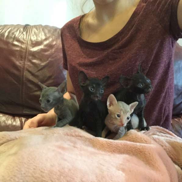 Котята Корнишрекс породистые