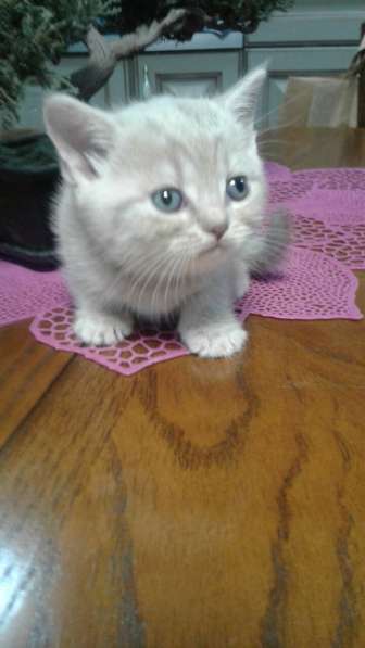 Котята шотландской породы в Самаре фото 14