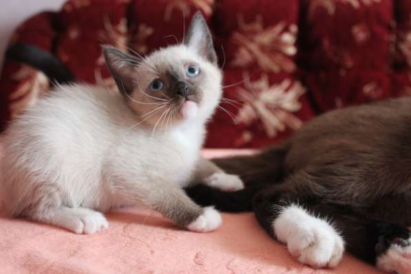 Котята сноу-шу в Белгороде фото 9