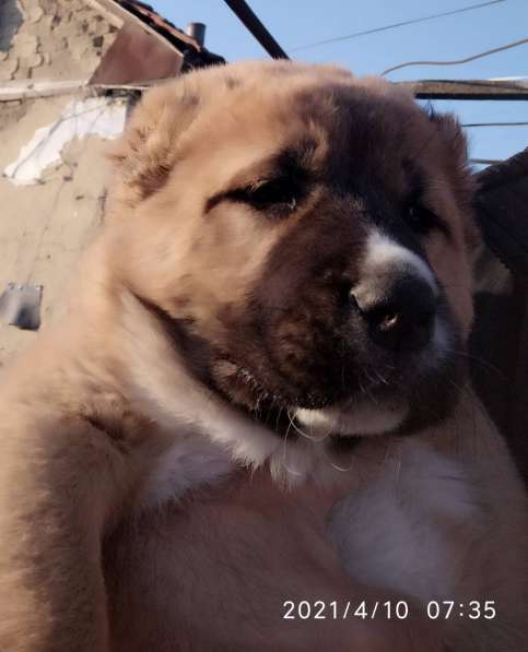 Продаются щенки алабая в фото 24