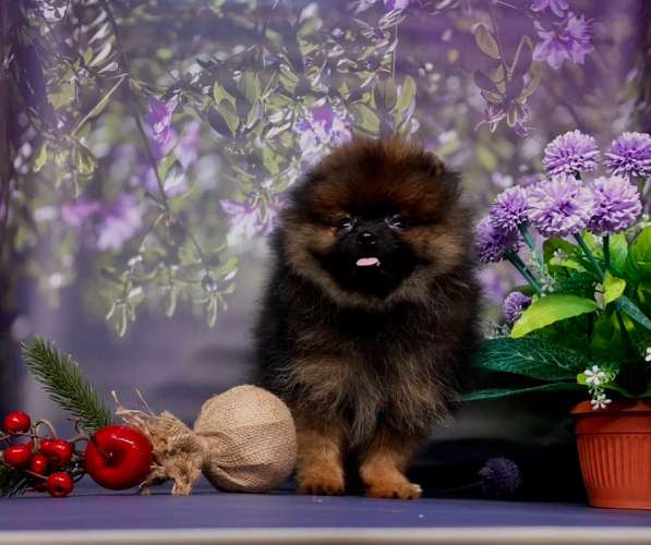 Мини мишка топтышка мальчик в Москве фото 11