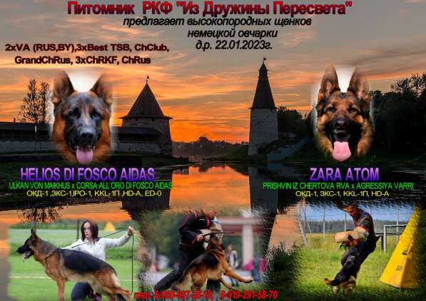 Щенки немецкой овчарки овчарки в Москве фото 8