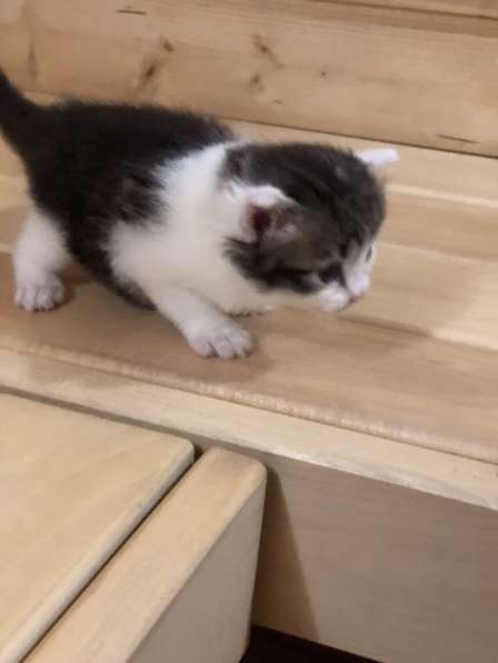 Отдадим в добрые руки прелестную кошечку в Самаре фото 6