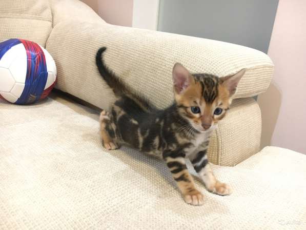 Бенгальский богатырь в Санкт-Петербурге