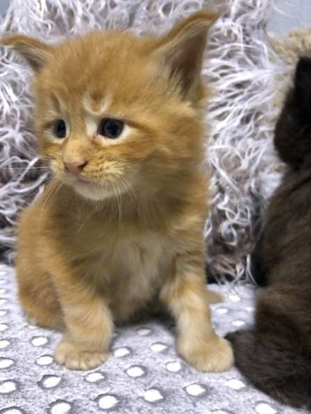 Maine Coon в фото 9