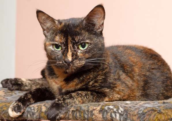 Котенок в добрые руки. Крошка пеструшка в Калуге фото 39