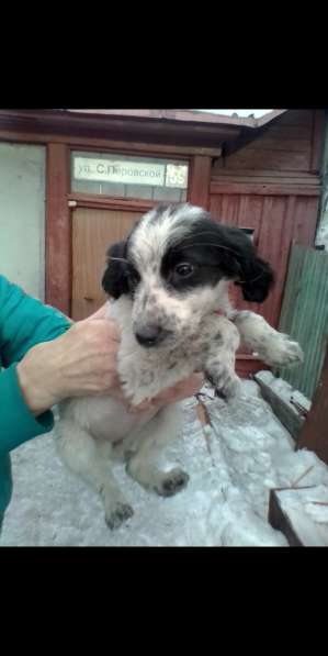 Русский кокер в Магнитогорске фото 4