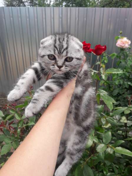 Мраморные котята в фото 21