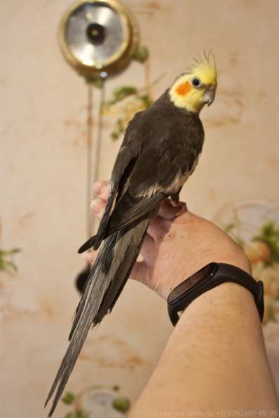 Попугай корелла. Взрослые ручные самцы в Москве фото 6