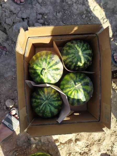 Фрукты и Овощи из Солнечного Узбекистана в 