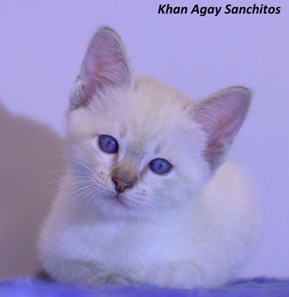 Тайские котята в Санкт-Петербурге