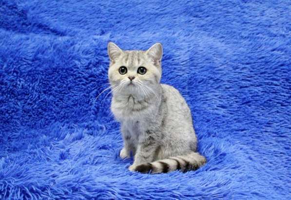 Котята британской короткошерстной породы драгоценных окрасов в Новосибирске фото 5