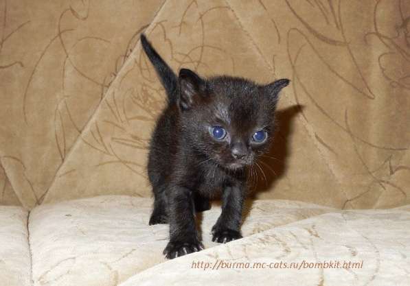 Черные бомбейские котята из Московского Питомника в Москве фото 3