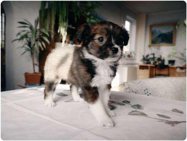 Возьмите друга в семью в Анапе фото 5